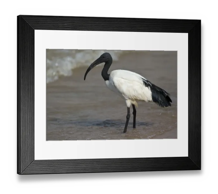 Framed Print : African Sacred Ibis (Threskiornis aethiopicus) foraging at shoreline, Semuliki National Park