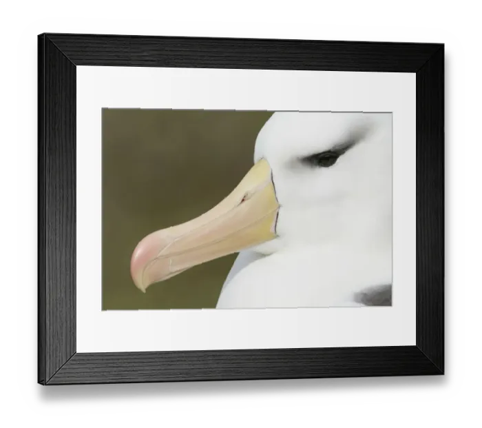 Framed Print : Black-browed Albatross (Thalassarche melanophris), Falkland Islands, November Framed Print : Black-browed Albatross (Thalassarche melanophris), Falkland Islands, November