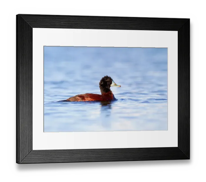 Framed Print : Blue-billed Duck (Oxyura australis), Western Australia, Australia Framed Print : Blue-billed Duck (Oxyura australis), Western Australia, Australia