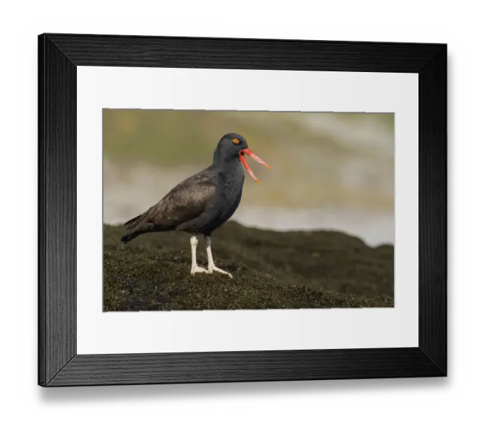 Framed Print : Blackish Oystercatcher (Haematopus ater) calling at the rocky coastline, Falkland Islands Framed Print : Blackish Oystercatcher (Haematopus ater) calling at the rocky coastline, Falkland Islands
