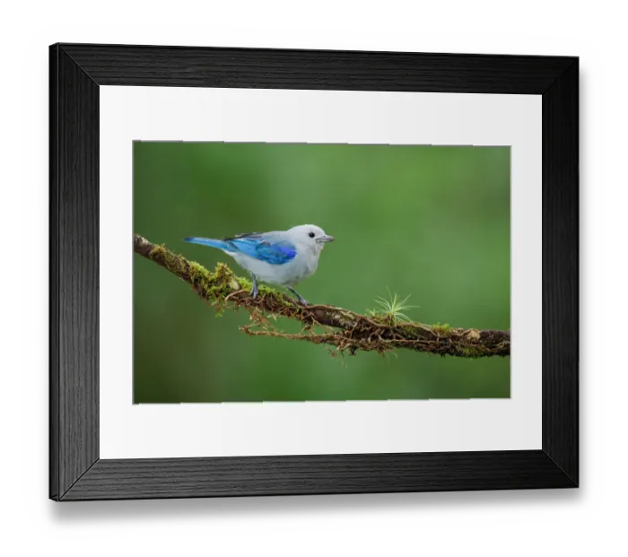 Framed Print : Blue-grey Tanager (Thraupis episcopus), Costa Rica Framed Print : Blue-grey Tanager (Thraupis episcopus), Costa Rica