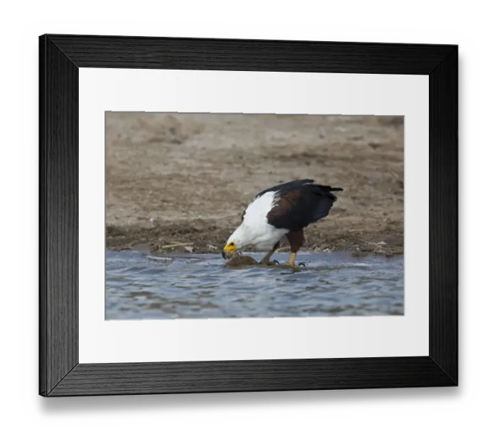 Framed Print : African Fish Eagle (Haliaeetus vocifer) drinking, Queen Elizabeth National Park, Uganda Framed Print : African Fish Eagle (Haliaeetus vocifer) drinking, Queen Elizabeth National Park, Uganda