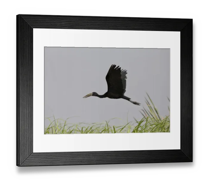 Framed Print : African Openbill (Anastomus lamelligerus) flying, Semuliki National Park, Uganda Framed Print : African Openbill (Anastomus lamelligerus) flying, Semuliki National Park, Uganda