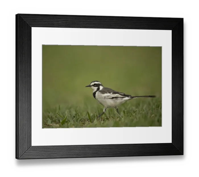 Framed Print : African Pied Wagtail (Motacilla aguimp vidua) juvenile, Kibale National Park, Uganda Framed Print : African Pied Wagtail (Motacilla aguimp vidua) juvenile, Kibale National Park, Uganda