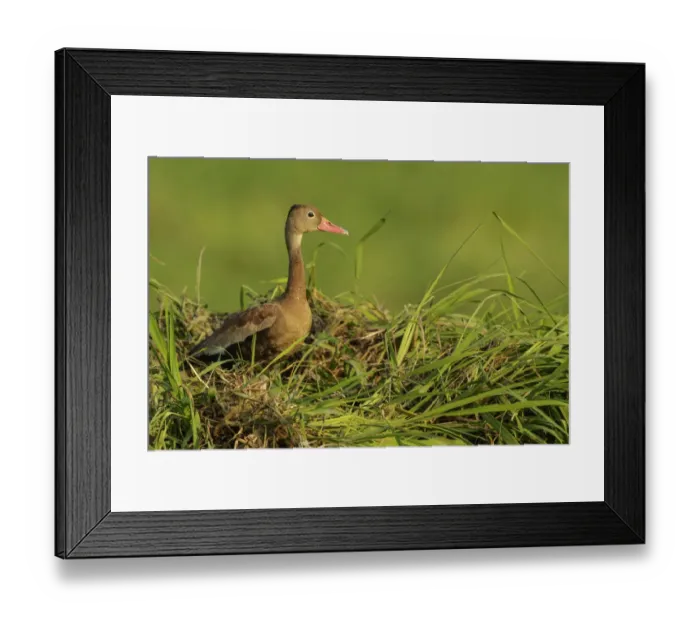 Framed Print : Black-bellied Whistling Duck (Dendrocygna autumnalis) perched on the ground, Colombia Framed Print : Black-bellied Whistling Duck (Dendrocygna autumnalis) perched on the ground, Colombia
