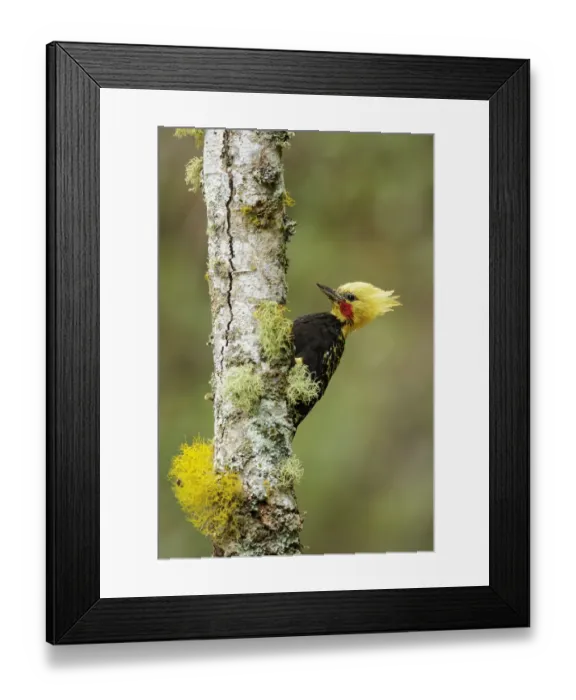 Framed Print : Blond-crested Woodpecker (Celeus flavescens) male climbing up tree trunk, Atlantic rainforest Framed Print : Blond-crested Woodpecker (Celeus flavescens) male climbing up tree trunk, Atlantic rainforest
