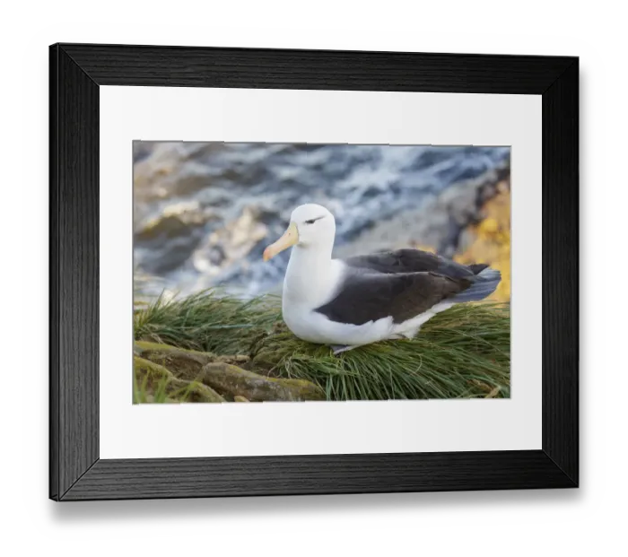 Framed Print : Black-browed Albatross (Thalassarche melanophris) at a nesting colony, Falkland Islands Framed Print : Black-browed Albatross (Thalassarche melanophris) at a nesting colony, Falkland Islands
