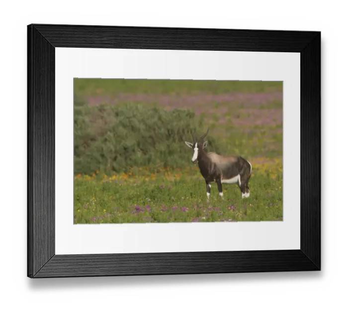 Framed Print : Bontebok (Damaliscus pygargus pygargus) male standing in blooming meadow, Western Cape