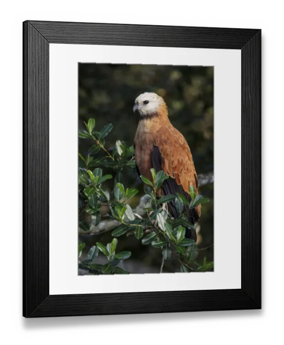 Framed Print : Black-collared Hawk (Busarellus nigricollis) perched on a branch, Pantanal, Brazil Framed Print : Black-collared Hawk (Busarellus nigricollis) perched on a branch, Pantanal, Brazil