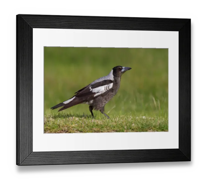Framed Print : Australian Magpie (Gymnorhina tibicen), Australia Framed Print : Australian Magpie (Gymnorhina tibicen), Australia