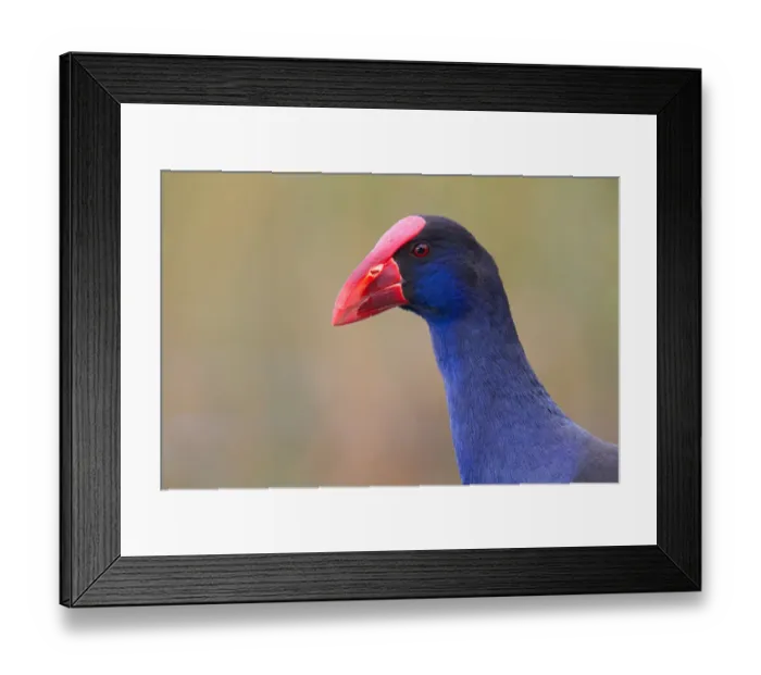 Framed Print : Australasian Swamphen (Porphyrio melanotus melanotus), Australia Framed Print : Australasian Swamphen (Porphyrio melanotus melanotus), Australia