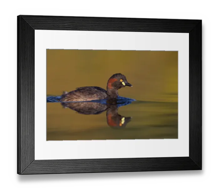 Framed Print : Australasian Grebe (Tachybaptus novaehollandiae), Victoria, Australia