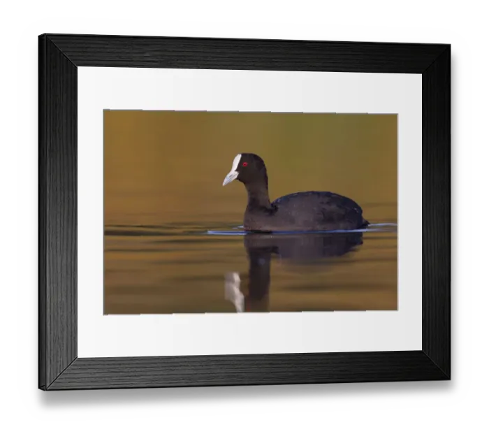 Framed Print : Australian Coot (Fulica atra australis), Victoria, Australia Framed Print : Australian Coot (Fulica atra australis), Victoria, Australia