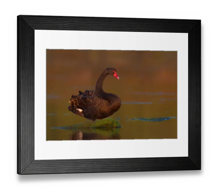 Framed Print : Black Swan (Cygnus atratus), New, South, Wales, Australia Framed Print : Black Swan (Cygnus atratus), New, South, Wales, Australia