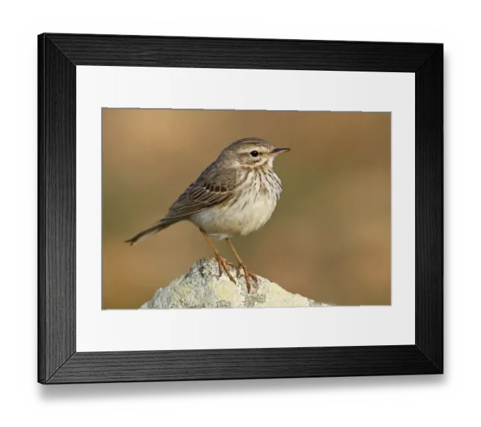 Framed Print : Berthelots Pipit (Anthus berthelotii), Canary Islands, Spain Framed Print : Berthelots Pipit (Anthus berthelotii), Canary Islands, Spain