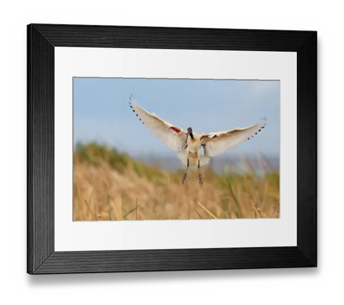 Framed Print : Australian White Ibis (Threskiornis molucca) flying, Victoria, Australia Framed Print : Australian White Ibis (Threskiornis molucca) flying, Victoria, Australia