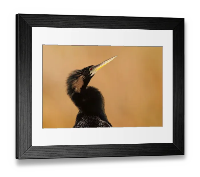 Framed Print : Anhinga (Anhinga anhinga), Florida, USA Framed Print : Anhinga (Anhinga anhinga), Florida, USA