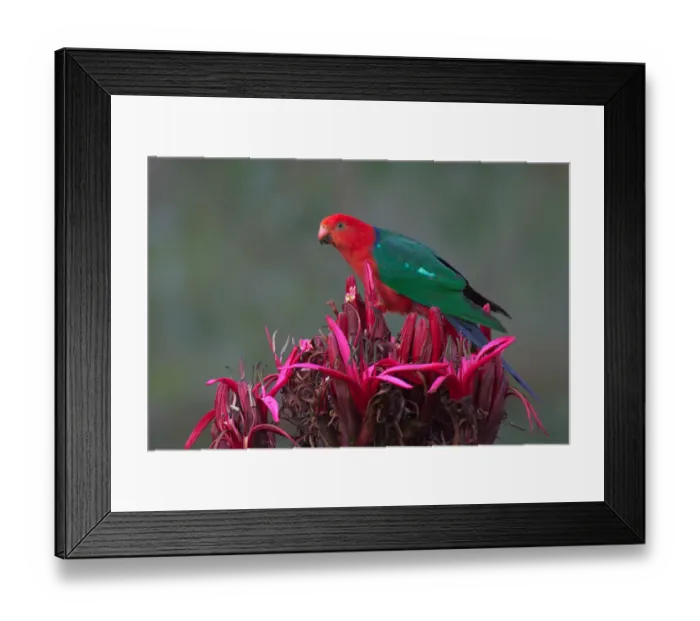 Framed Print : Australian King Parrot (Alisterus scapularis) male, New South Wales, Australia Framed Print : Australian King Parrot (Alisterus scapularis) male, New South Wales, Australia