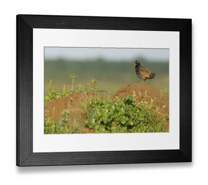 Framed Print : Black Francolin (Francolinus francolinus), Sanliurfa, Turkey Framed Print : Black Francolin (Francolinus francolinus), Sanliurfa, Turkey