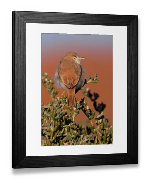 Framed Print : African Desert Warbler (Sylvia deserti), Erfoud-Merzouga, Morocco Framed Print : African Desert Warbler (Sylvia deserti), Erfoud-Merzouga, Morocco