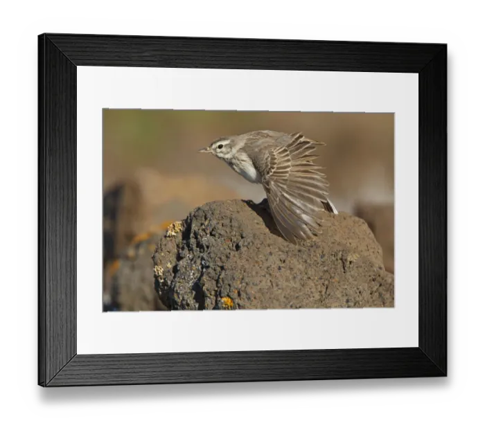 Framed Print : Berthelots Pipit (Anthus berthelotii), Canary Islands, Spain Framed Print : Berthelots Pipit (Anthus berthelotii), Canary Islands, Spain