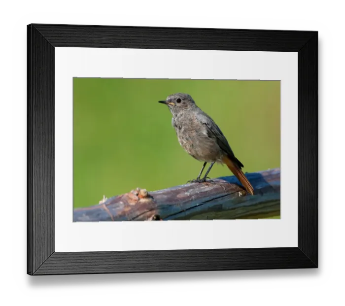 Framed Print : Black Redstart (Phoenicurus ochruros) female, Mecklenburg-Western Pomerania, Germany Framed Print : Black Redstart (Phoenicurus ochruros) female, Mecklenburg-Western Pomerania, Germany