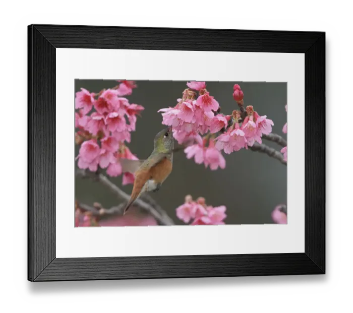 Framed Print : Amazilia Hummingbird (Amazilia amazilia), Peru Framed Print : Amazilia Hummingbird (Amazilia amazilia), Peru