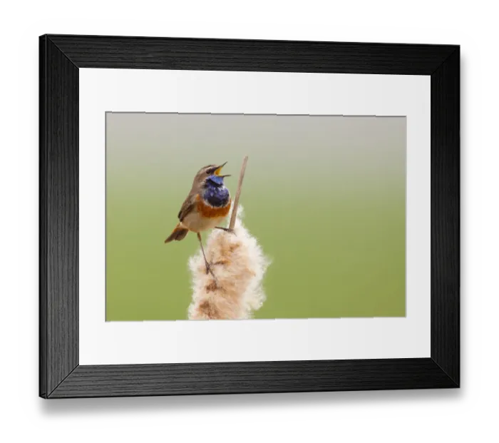 Framed Print : Bluethroat (Luscinia svecica cyanecula) male singing, Utrecht, The Netherlands Framed Print : Bluethroat (Luscinia svecica cyanecula) male singing, Utrecht, The Netherlands