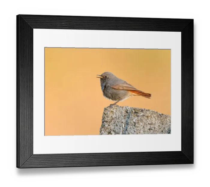 Framed Print : Black Redstart (Phoenicurus ochruros) male, Poland Framed Print : Black Redstart (Phoenicurus ochruros) male, Poland