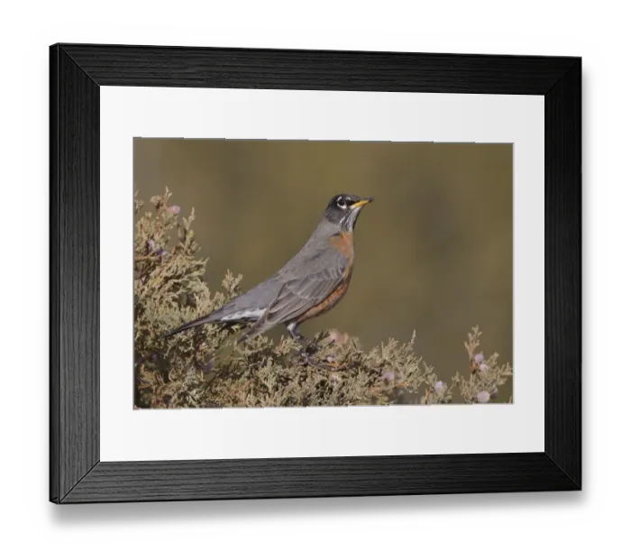 Framed Print : American Robin (Turdus migratorius), New Mexico, USA Framed Print : American Robin (Turdus migratorius), New Mexico, USA