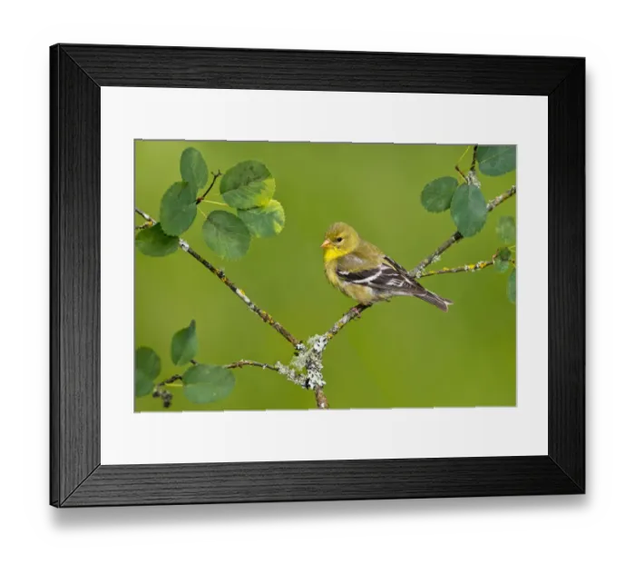 Framed Print : American Goldfinch (Spinus tristis) female, British Columbia, Canada Framed Print : American Goldfinch (Spinus tristis) female, British Columbia, Canada