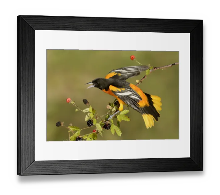 Framed Print : Baltimore Oriole (Icterus galbula) male, Texas, USA Framed Print : Baltimore Oriole (Icterus galbula) male, Texas, USA