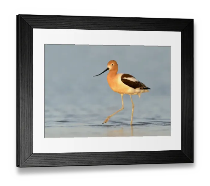 Framed Print : American Avocet (Recurvirostra americana), Texas, USA