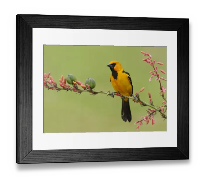 Framed Print : Altamira Oriole (Icterus gularis), Texas, USA Framed Print : Altamira Oriole (Icterus gularis), Texas, USA