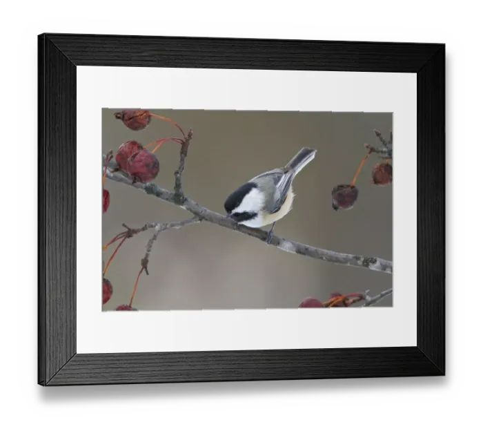 Framed Print : Black-capped Chickadee (Poecile atricapillus), Ontario, Canada Framed Print : Black-capped Chickadee (Poecile atricapillus), Ontario, Canada
