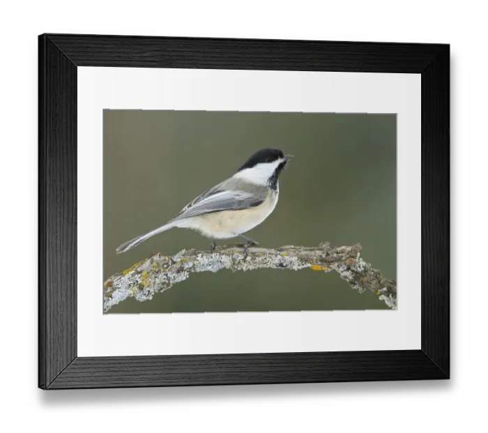 Framed Print : Black-capped Chickadee (Poecile atricapillus), Ontario, Canada Framed Print : Black-capped Chickadee (Poecile atricapillus), Ontario, Canada