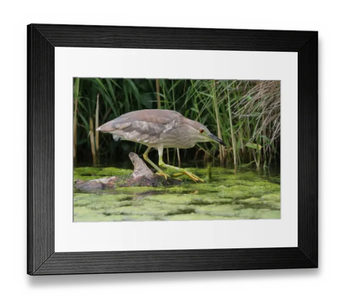 Framed Print : Black-crowned Night Heron (Nycticorax nycticorax), Aargau, Switzerland Framed Print : Black-crowned Night Heron (Nycticorax nycticorax), Aargau, Switzerland