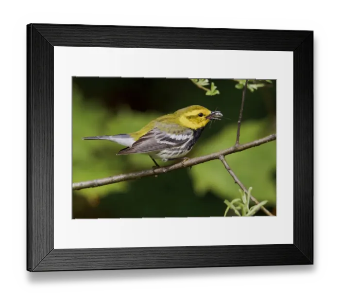 Framed Print : Black-throated Green Warbler (Setophaga virens) male, Ontario, Canada Framed Print : Black-throated Green Warbler (Setophaga virens) male, Ontario, Canada