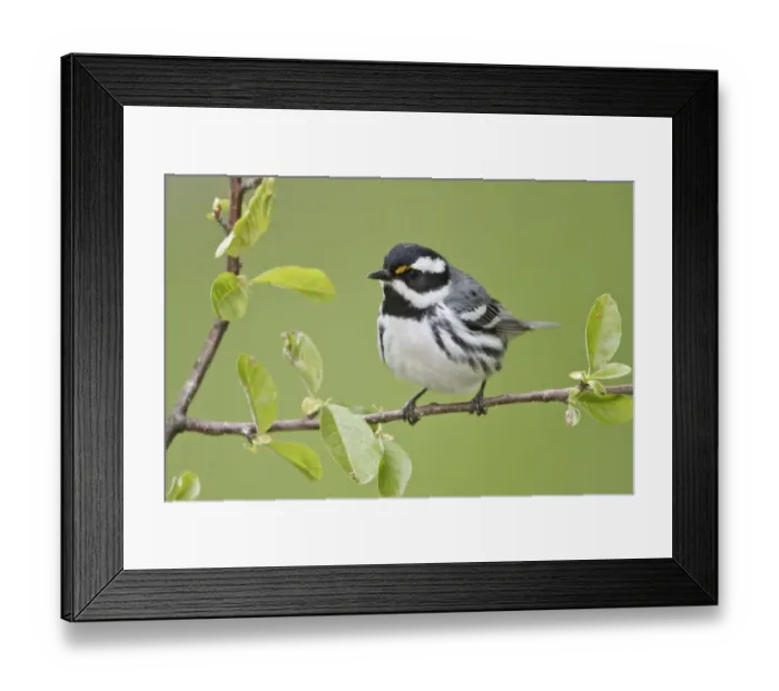 Framed Print : Black-throated Grey Warbler (Setophaga nigrescens), British Columbia, Canada Framed Print : Black-throated Grey Warbler (Setophaga nigrescens), British Columbia, Canada