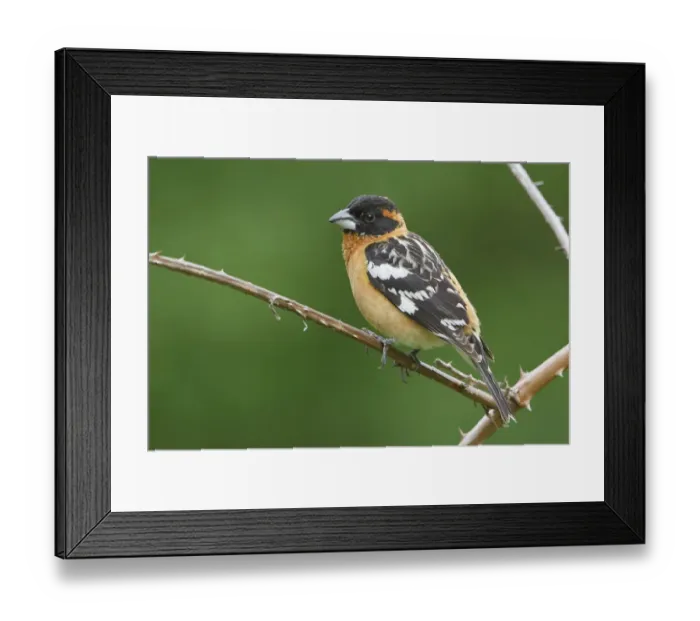 Framed Print : Black-headed Grosbeak (Pheucticus melanocephalus) male, British Columbia, Canada Framed Print : Black-headed Grosbeak (Pheucticus melanocephalus) male, British Columbia, Canada