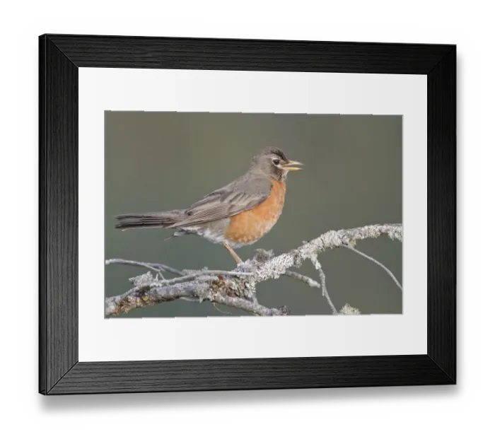 Framed Print : American Robin (Turdus migratorius) singing, British Columbia, Canada Framed Print : American Robin (Turdus migratorius) singing, British Columbia, Canada
