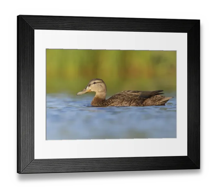 Framed Print : American Black Duck (Anas rubripes), Newfoundland, Canada Framed Print : American Black Duck (Anas rubripes), Newfoundland, Canada