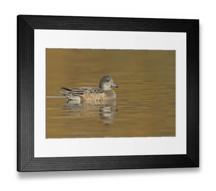Framed Print : American Wigeon (Mareca americana) female, British Columbia, Canada Framed Print : American Wigeon (Mareca americana) female, British Columbia, Canada