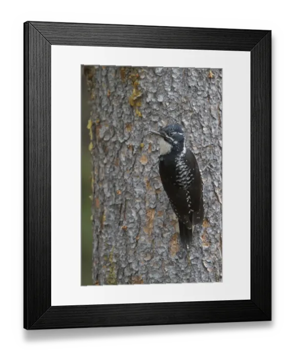 Framed Print : American Three-toed Woodpecker (Picoides dorsalis) female, British Columbia, Canada Framed Print : American Three-toed Woodpecker (Picoides dorsalis) female, British Columbia, Canada
