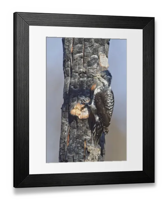 Framed Print : American Three-toed Woodpecker (Picoides dorsalis) female, Manitoba, Canada