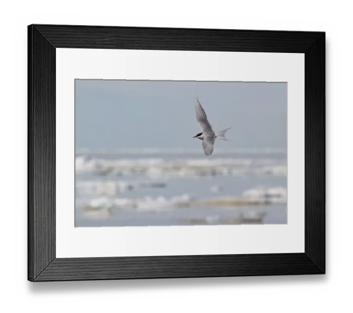 Framed Print : Arctic Tern (Sterna paradisaea) flying, Manitoba, Canada Framed Print : Arctic Tern (Sterna paradisaea) flying, Manitoba, Canada