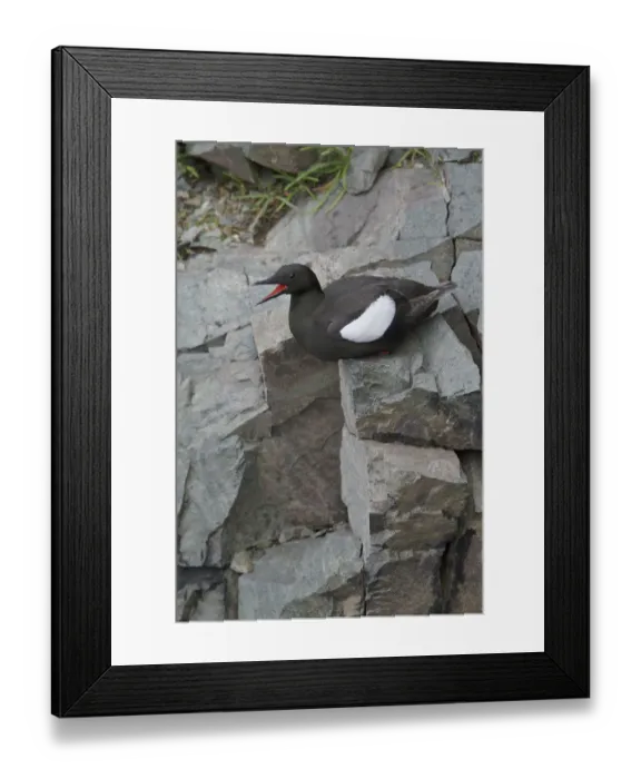 Framed Print : Black Guillemot (Cepphus grylle) calling, Newfoundland, Canada Framed Print : Black Guillemot (Cepphus grylle) calling, Newfoundland, Canada