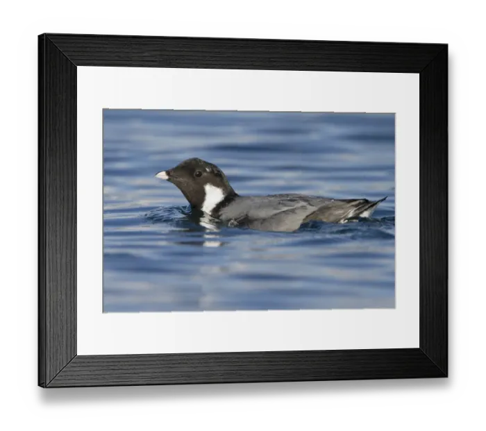 Framed Print : Ancient Murrelet (Synthliboramphus antiquus), British Columbia, Canada Framed Print : Ancient Murrelet (Synthliboramphus antiquus), British Columbia, Canada