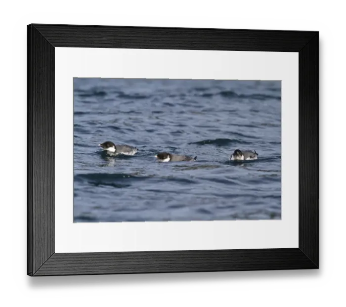 Framed Print : Ancient Murrelet (Synthliboramphus antiquus), British Columbia, Canada