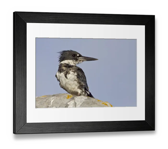 Framed Print : Belted Kingfisher (Megaceryle alcyon), British Columbia, Canada Framed Print : Belted Kingfisher (Megaceryle alcyon), British Columbia, Canada